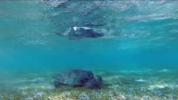 海龟稚 mydas 在海藻草甸游泳 — 图库视频影像