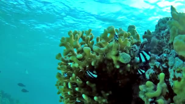 Humbug damsel Dascyllus aruanus in een stenen koraal in ondiep water - zijwaarts — Stockvideo