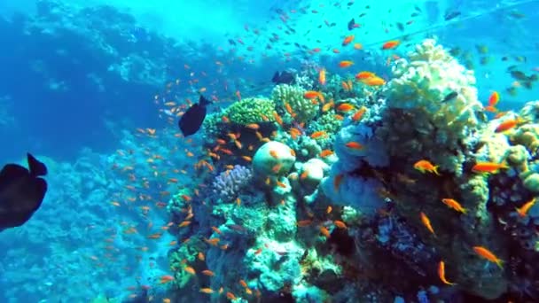 Colorful coral mount teeming with shoals of beautiful fish — Stock Video