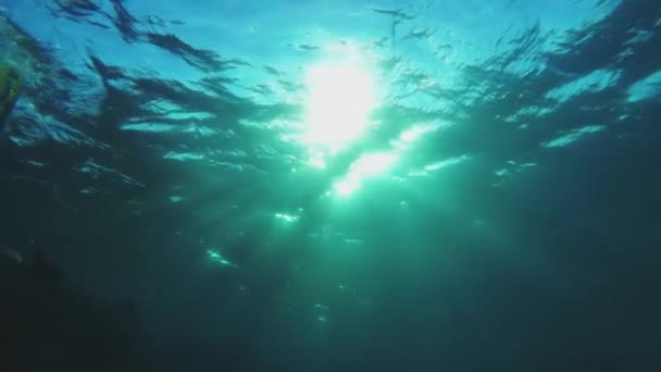Bir coral reef - arkadan aydınlatmalı yüzme seksi şnorkel kız — Stok video