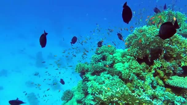 Monte de coral colorido repleto de cardumes de peixes — Vídeo de Stock