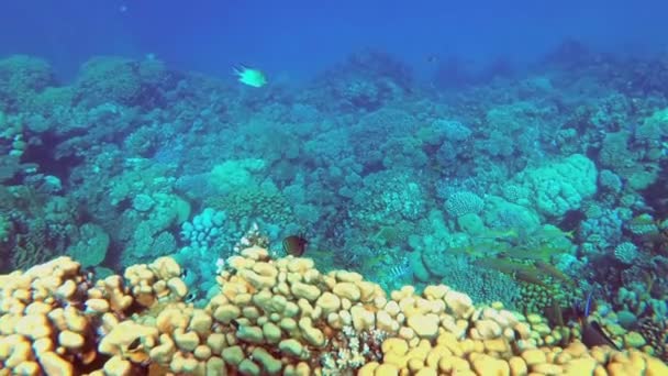 Buceo por el arrecife exterior en el mar rojo pasando enjambres de peces de colores — Vídeo de stock