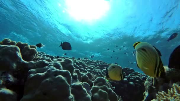 Tranquilizante retroiluminado colorido arrecife de coral repleto de peces — Vídeo de stock