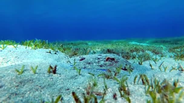 Een goed vermomd inktvis oplopend vanaf de vloer van een zee onkruid weide — Stockvideo