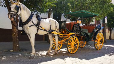 güzel beyaz at güzel Sevillian arabayı çeken. Seville bölgesinde.