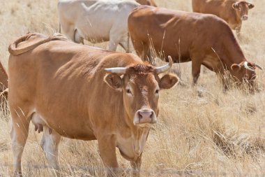kahverengi inek huzur içinde otlatma