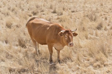 kahverengi inek huzur içinde otlatma
