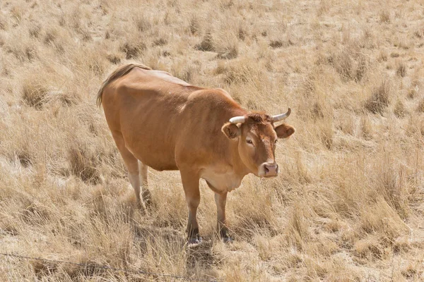 kahverengi inek huzur içinde otlatma