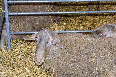 değerli koyun, çiftlik hayvanı, kat ile birlikte bir sığır adil başka bir koyun. mavi gözlü.