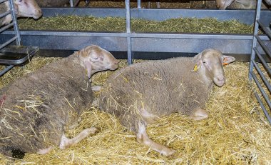 koyun, sığır adil bir başka bir koyun ile birlikte kat çiftlik hayvanı.