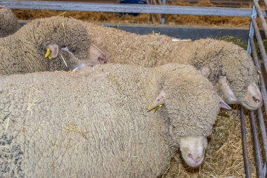 koyun yünü ile sürüsü tarafından bir sheepfold adil sığır yüzüne.