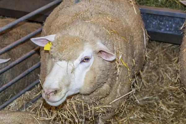 sheep between straws in a sheepfold of the cattle fair.