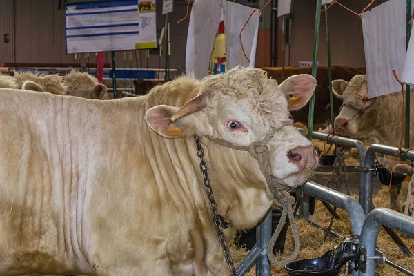 White ox in a sheepfold at the cattle fair.