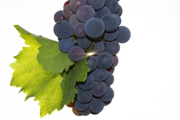 Bunch Natural Red Grapes Beam Light Passing — Stock Photo, Image
