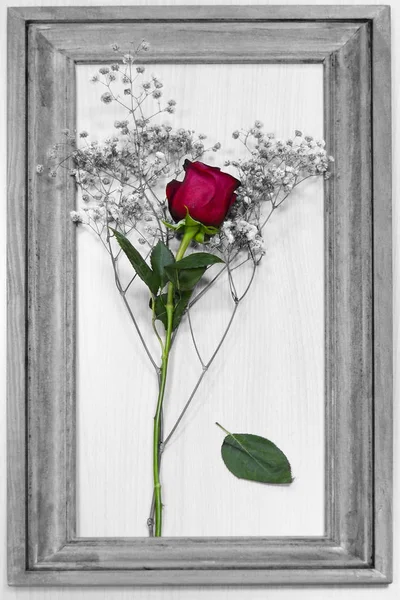 Rode Rose Binnen Fotolijstjes Foto Met Kleur Doorgeven Rood Groen — Stockfoto