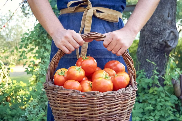 Jongen met een mandje tomaten — Stockfoto