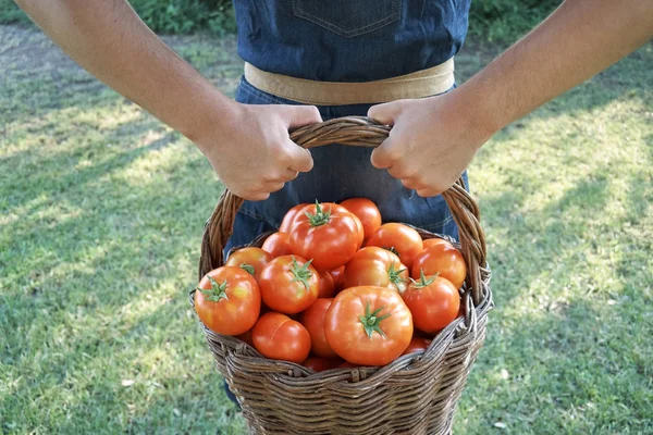 Jongen met een mandje tomaten — Stockfoto