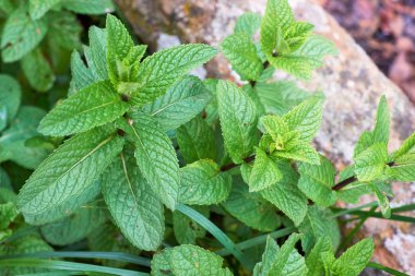 yabani nane otlar seti