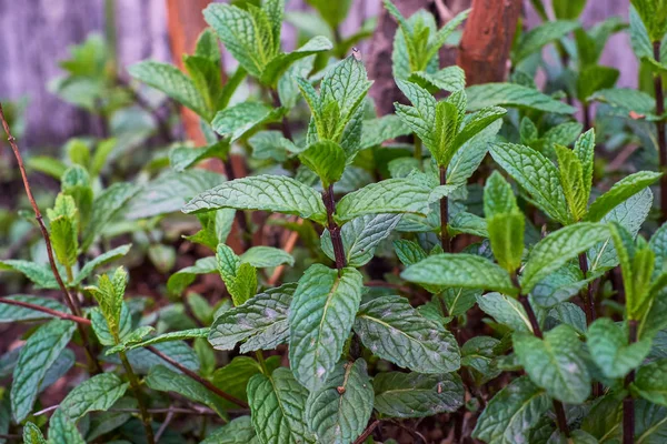 Set of wild mint herbs — Stock Photo, Image