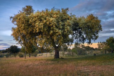 Gün batımında Holm meşe çiçek.