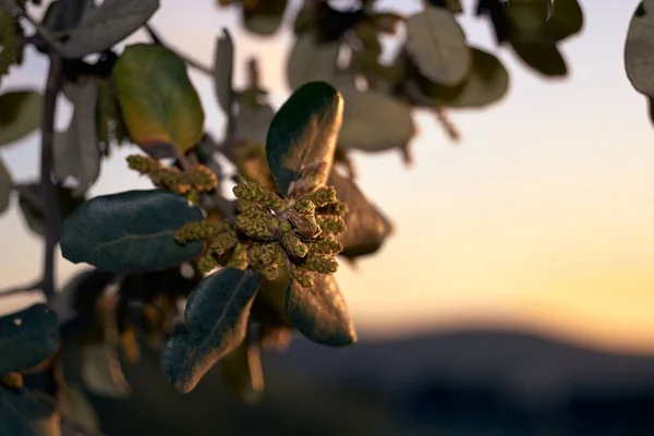 Квітка дуба Холма на заході сонця . — стокове фото