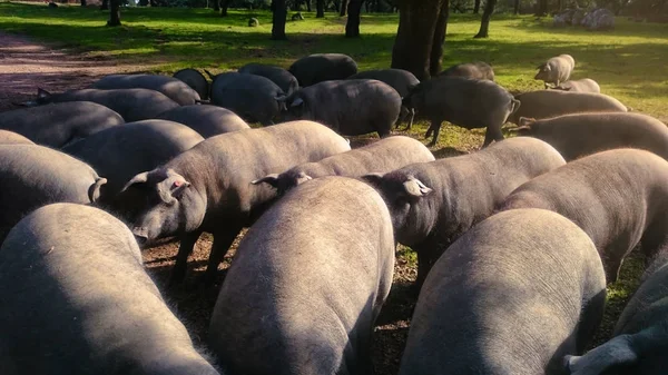 Manada de bellotas ibéricas en el prado . —  Fotos de Stock