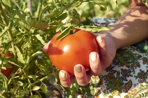 Dziewczyna ręka zbierając pomidor z krzewu. — Zdjęcie stockowe