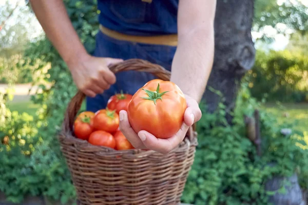 Uomo con un cesto di pomodori . — Foto Stock