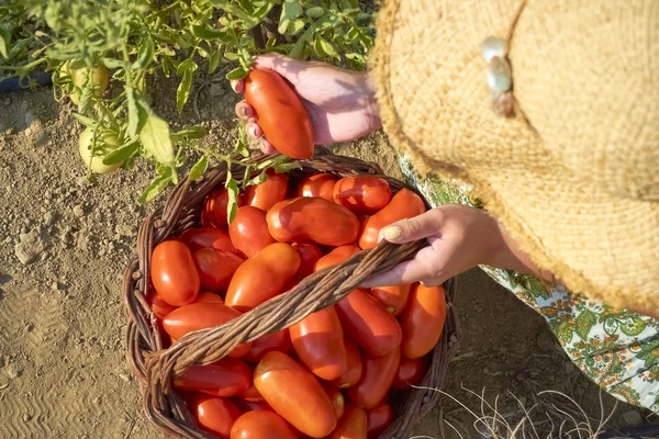 Meisje verzamelen tomaten. — Stockfoto