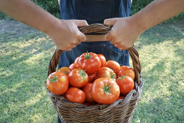 Jongen met een mandje tomaten — Stockfoto