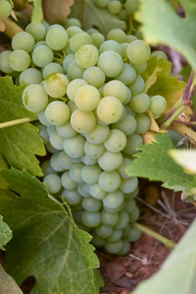 Rakás fehér szőlő a bokor. — Stock Fotó