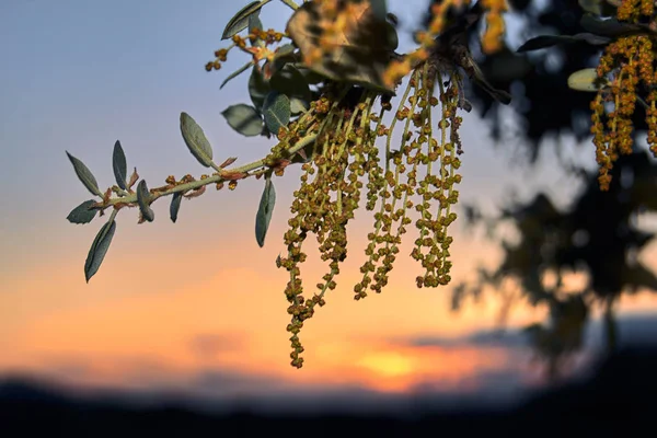 Квітка дуба Холма на заході сонця . — стокове фото