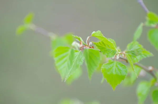 Huş ağacı yaprakları ilkbaharda ile Şubesi