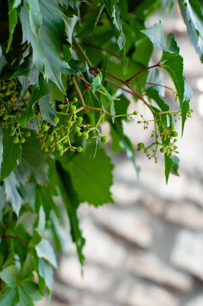 Olgun üzüm bahçesinde demet