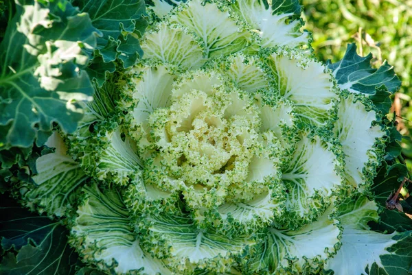 Süs lahana beyaz büyüyen içinde Garden