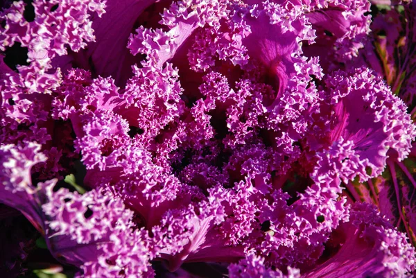 Süs lahana büyüyen kırmızı içinde Garden