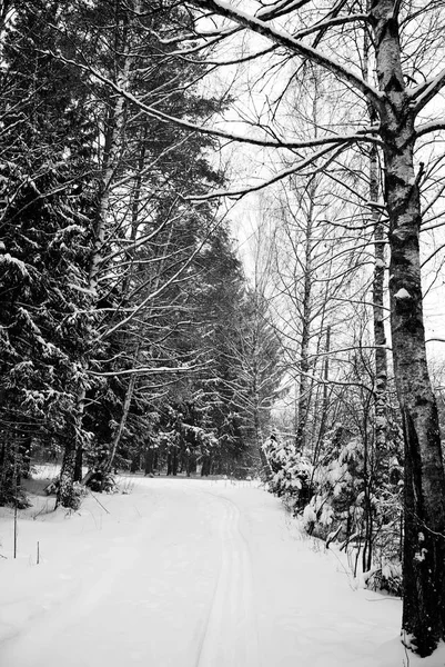 Zemin ve ağaçlar kar kış ormanı