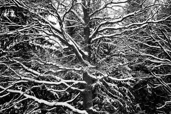 Zemin ve ağaçlar kar kış ormanı 