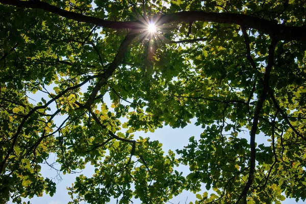 Meşe yaprakları güneş parlıyor