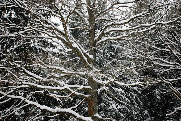 Zemin ve ağaçlar kar kış ormanı 