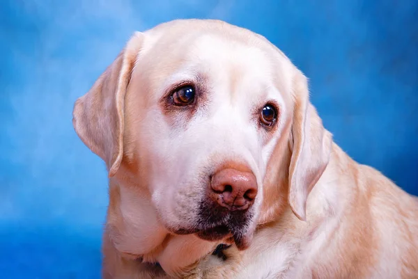 Mavi arka planda sarı labrador geri almak