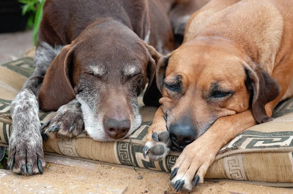 İki köpek halıya uyku