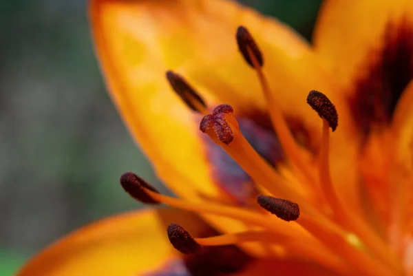 turuncu zambak yeşil arka planda