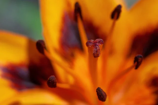 turuncu zambak yeşil arka planda