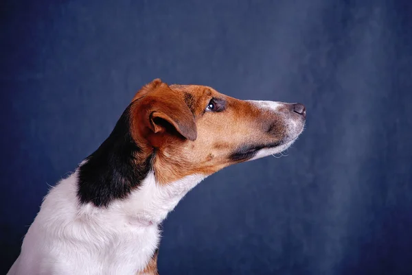 Fox Terrier köpek karanlık bir arka plan üzerinde