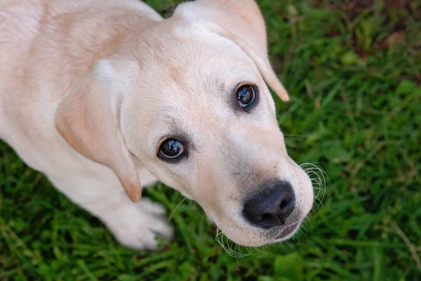緑の背景に黄色のラブラドールレトリバーの子犬 — ストック写真
