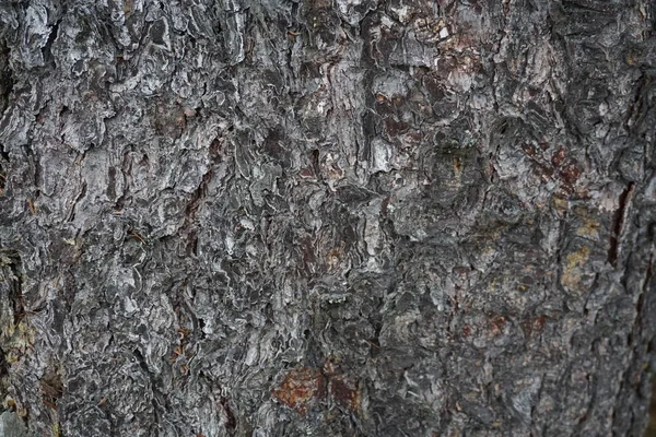 Odunsu kabuk arka plan çam kozalakları