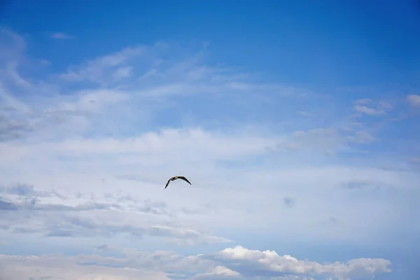 Mavi gökyüzünde uçan martı