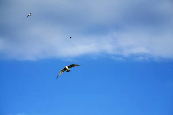 Mavi gökyüzünde uçan martı