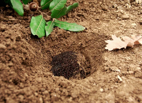 toprakla kaplı truffle